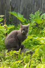 Cute grey haired cat with green eyes sits in lush fresh grass against old weathered wooden fence in country house yard on sunny summer day close view.