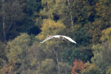 Schwan während des Fluges
