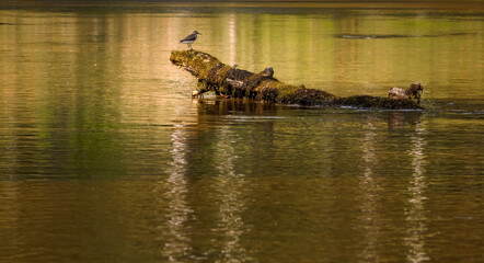 A Sandpiper sits on a submerged tree in the middle of the river.