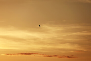 Beautiful Seagull flying on the sunset orange sky background