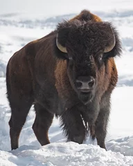 Zelfklevend Fotobehang fluffy bison in the snow © Nina
