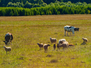 Fototapeta premium A herd of sheep and cows graze in a meadow on a sunny summer day.