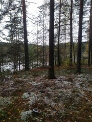 lake, water, nature, landscape, sky, reflection, forest, blue, pond, pier, tree, autumn, summer, calm, trees, green, clouds, wood, wooden, scenery, outdoors, cloud, tranquil, spring, grass