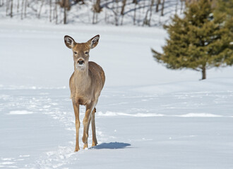 White-tailed Deer in the snow