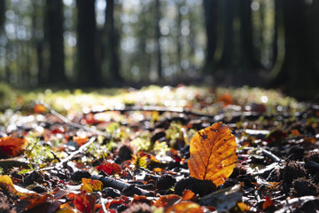 Colors on the forest floor in autumn