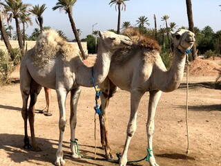 White arabian camel with foal in the desert, Morocco.