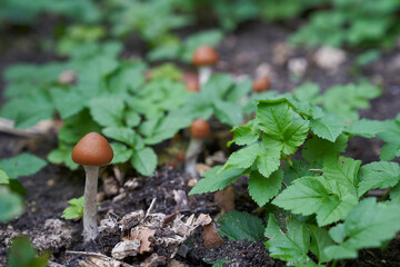 a group of wild growing Psilocybe cyanescens, one of the strongest psilocybin-containing magic mushrooms in the undergrowth of the forest