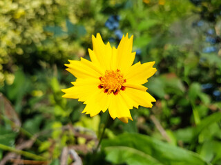 large-flowered tickseed (in german Großblumiges Mädchenauge) Coreopsis grandiflora