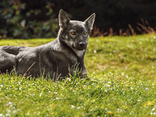 Wolf in a forest clearing on a sunny summer day. Animals in the wild.