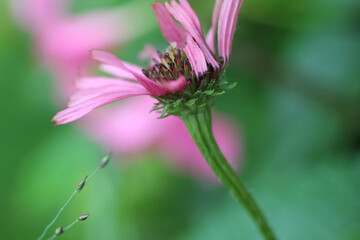 Macro of single Pink Coneflower, echinacea purpurea, against a green background.