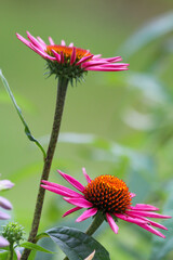 Macro of single Pink Coneflower, echinacea purpurea, against a green background.