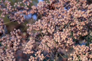 close up of flowers