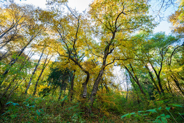 Beautiful autumn landscape in Vanadzor's botanical garden