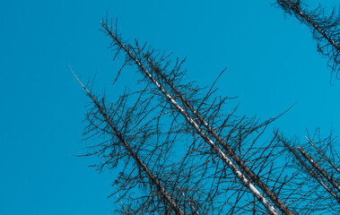 Fototapeta premium A dried tree against a blue sky.