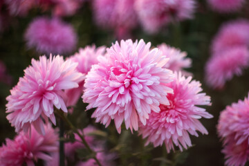 Background of pink chrysanthemums with a copy of the space. Beautiful bright chrysanthemums bloom in autumn in the garden.