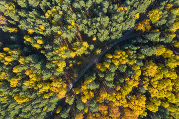 Aerial photo of colorful forest in autumn season. Yellow and green trees