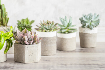 collection of succulents on a light colored table, close-up image