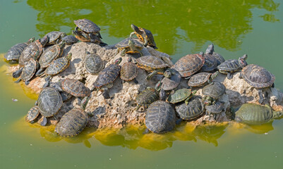 Fototapeta na wymiar red-eared turtles basking in the sun