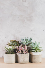 collection of succulents on a light colored table, close-up image