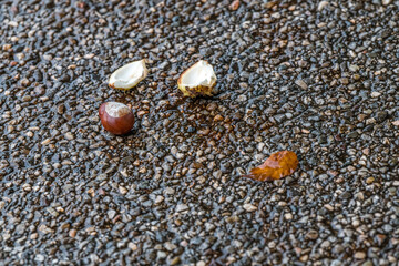 Chestnut on rainy pavement