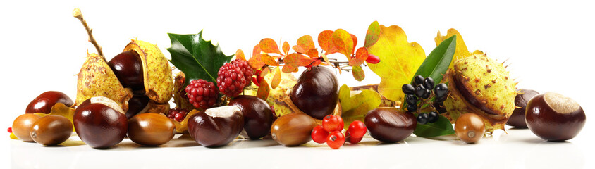 Chestnuts, Acorns, Autumn Leaves and Fruits isolated on white Background - Panorama