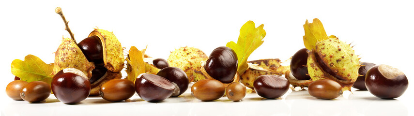Chestnuts with Acorns isolated on white Background - Panorama