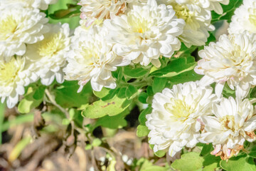 white and yellow flowers in the garden