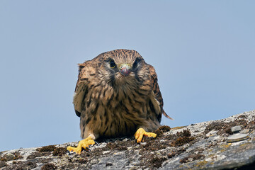 Common kestrel (Falco tinnunculus) juvenile
