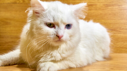 white cat lies against the background of wooden boards. color