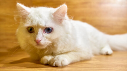 white cat lies against the background of wooden boards. color