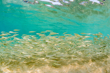 Fototapeta na wymiar School of fish swimming above sand in clear blue ocean water near surface 