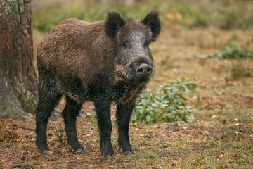 Wild boar in autumn forest