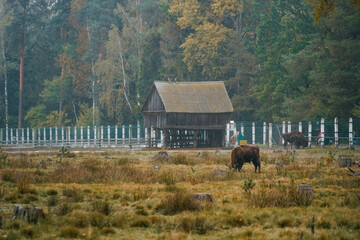 American bizon (zubr) in the autumn forest. © Dima