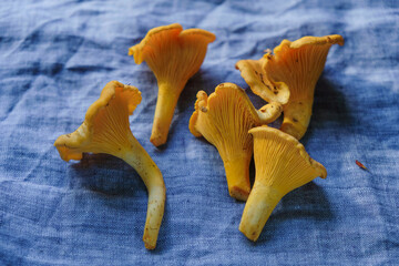 Chanterelle mushrooms on a blue linen background.
