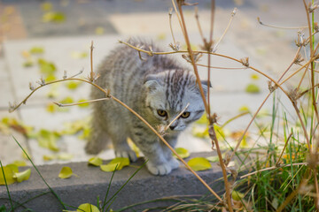Cute little grey kitten standing on a stone curb. Outdoor Autumn photo.