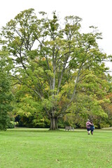 people walking in the park