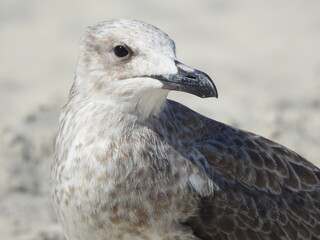 bird