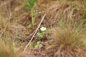grass in the ground