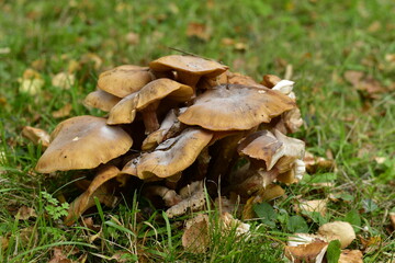 mushrooms in the grass