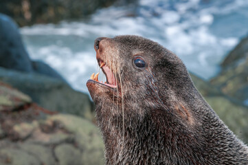 Northern Fur Seal (Callorhinus ursinus) at hauling-out in St. George Island, Pribilof Islands, Alaska, USA