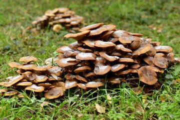 mushrooms in the forest