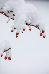 Snow at Deer Valley, Utah, near Salt Lake City during ski season..