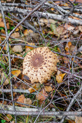 Parasol mushrooms ( Macrolepiota procera ) in the forest