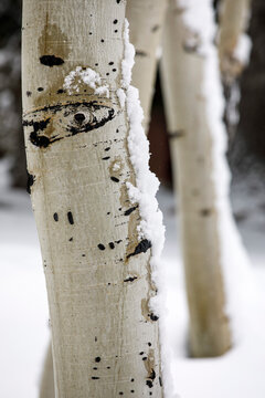 Snow at Deer Valley, Utah, near Salt Lake City during ski season..