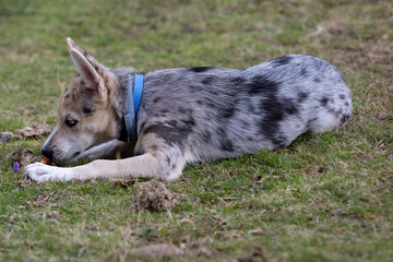 Little Border Collie Blue Merle puppy