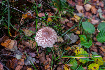 Parasol mushrooms ( Macrolepiota procera ) in the forest