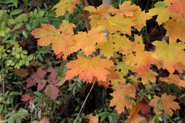 Bright maple leaves on a tree in autumn