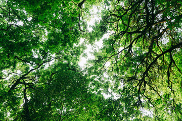 Fototapeta premium Green tree branches looking up