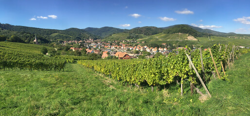 Fototapeta na wymiar Among the idyllic vineyards in Alsace, France