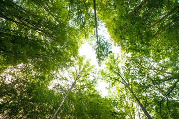 Green tree branches looking up